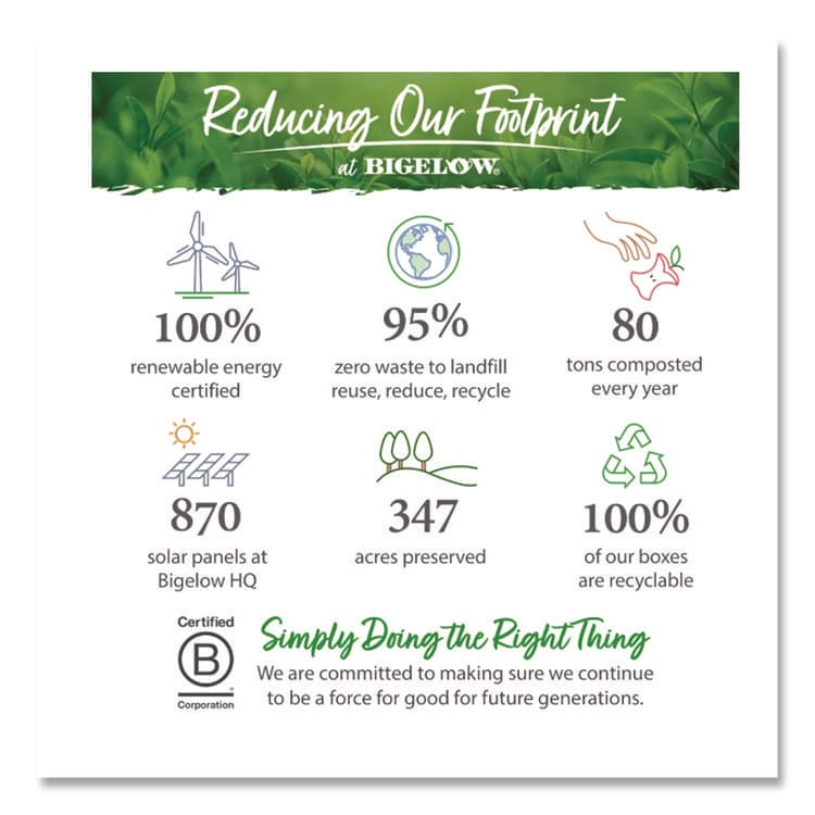 BIGELOW TEA CO. steep Cafe Organic Green Tea, Tropical, 50 Bags/Carton (BTCRCB19969) thumbnail 4