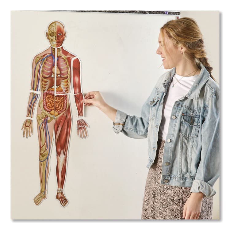 LEARNING RESOURCES Double-Sided Magnetic Human Body, Grades K to 5, English/Spanish, Assorted Colors, 17 Pieces (LRNLER6044) thumbnail 3