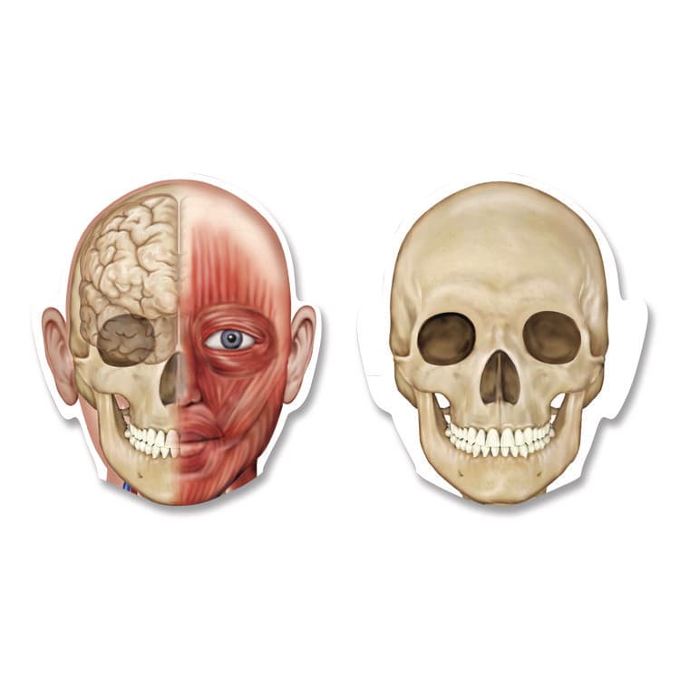 LEARNING RESOURCES Double-Sided Magnetic Human Body, Grades K to 5, English/Spanish, Assorted Colors, 17 Pieces (LRNLER6044) thumbnail 4