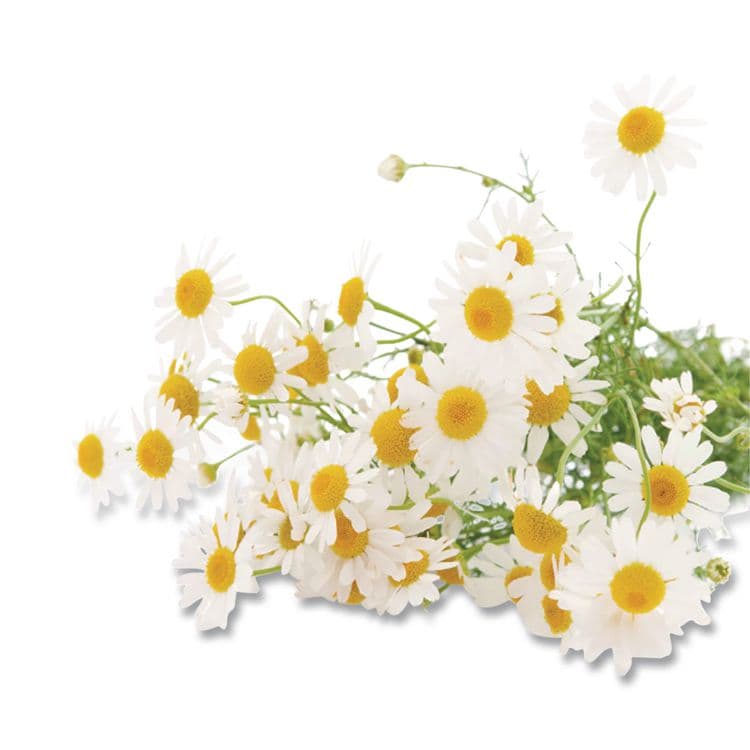 BIGELOW TEA CO. Cozy Chamomile Herbal Tea Pods, 1.90 oz, 18/Box (BTC10906) thumbnail 3