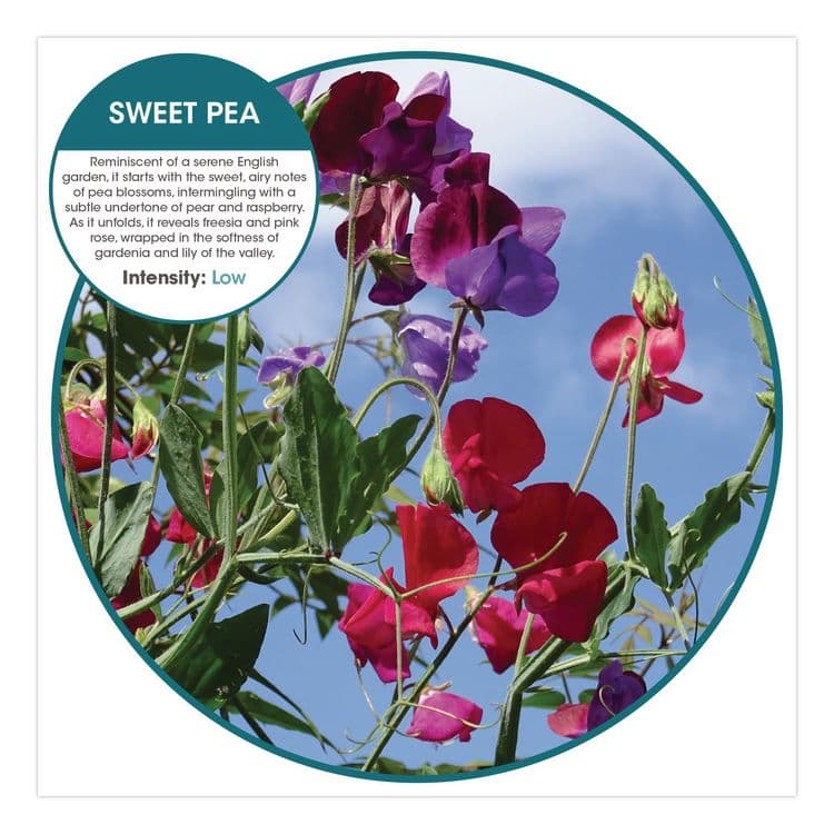 FRESH PRODUCTS Fusion Metered Aerosols, Sweet Pea, 8.45 oz, 12/Carton (FRSMA12SP) thumbnail 4